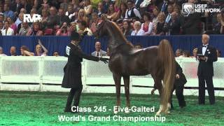 CH Callaways Annabel Allison Wins the 5Gaited Grand Championship at WCHS [upl. by Eirellam]