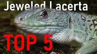 5 Things You Didnt Know About Jeweled Lacertas [upl. by Arrad509]