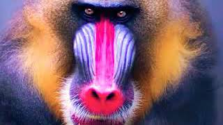 Mandrill sound 🐵🔊 [upl. by Heigl587]