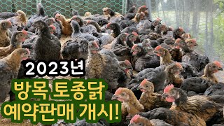 방목 토종닭 예약판매 시작합니다 복날 토종닭 삼계탕 백숙 귀농 닭키우기 [upl. by Yelehsa]