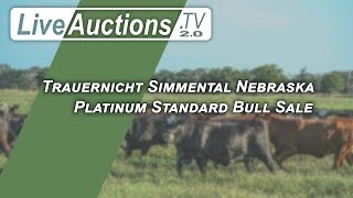 Trauernicht Simmental Nebraska Platinum Standard Bull Sale [upl. by Lebana528]