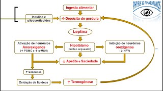 Leptina aspectos fisiológicos [upl. by Hnil]