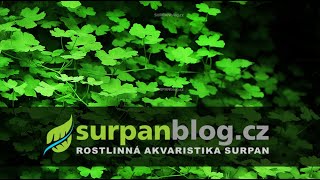 Hydrocotyle tripartita sp japan  Pupečník trojdílný  Akvarijní rostliny  SURPANcz [upl. by Ardnua]