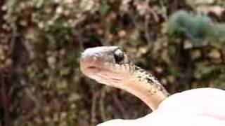 Garter Snake In My Garden [upl. by Deedahs]