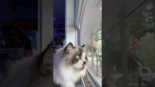 Kittyo Looking out window [upl. by Ecinreb]