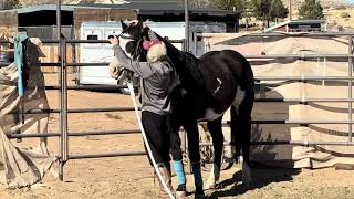 Taming a Neglected and Abused horse video 6 Introducing the Bridle and lunging with the surcingle [upl. by Hcurab]