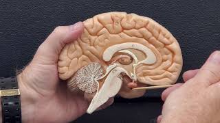 Professor Long 2401 Lab Internal Brain Anatomy [upl. by Thomasin]