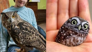 OWL BIRDS🦉 A Funny Owls And Cute Owls Videos Compilation 2021 007  Funny Pets Life [upl. by Adnaral]