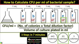 How to Calculate CFU per ml of Bacterial Sample in 3 Steps  cfuml in Microbiology [upl. by Samson]