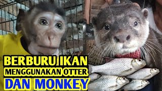 BERBURU IKAN DENGAN OTTER BERANG BERANG amp MONYET  FISH HUNTING WITH OTTER OTTERS amp MONKEYS [upl. by Proctor]