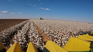 Got Yield Harvesting The Most Beautiful Cotton Field [upl. by Anilas]