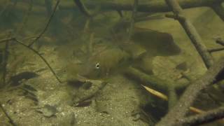 Geophagus steindachneri in einem Regenwaldbach Kolumbien 1 [upl. by Iharas489]