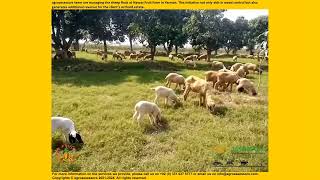 agroassessors team are managing the sheep flock at Nawaz Fruit Farm in Yazman [upl. by Dian]