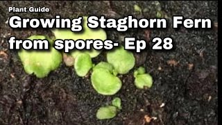 Growing Platycerium fern from spores  Ep 28 [upl. by Eskil]