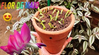 👉 FLOR DE MAIO mudinhas de Sementes VEJA COMO FAZER O TRANSPLANTE 🌱💚 [upl. by Pansy]