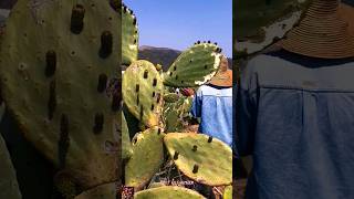 🌵Cactus Fruit Harvest  Rural Oraganic Farm  Savoring Nature’s Sweetness rural short [upl. by Azilef]