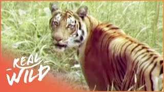 The Survival Of A Tiger TIger Documentary Real Wild [upl. by Malsi]