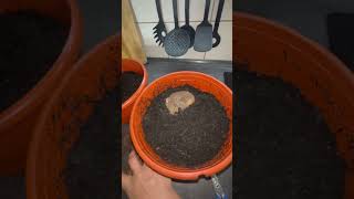 Planting Begonia Tubers countryside begonien tuberousbegonia begoniatubers [upl. by Amsden]