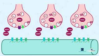 2 3 La synapse dopaminergique pendant la maladie de Parkinson [upl. by Natiha]