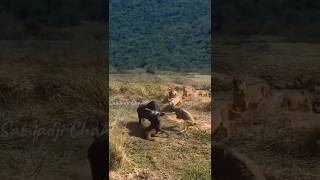 Raging buffalo protects its calf lion buffalo [upl. by Mohamed]