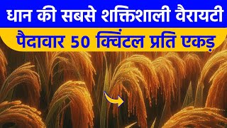 धान की सबसे शक्तिशाली वैरायटी  पैदावार 50 कुंतल प्रति एकड़ Dhan Ki Top Variety  dhan ki kheti [upl. by Orips]