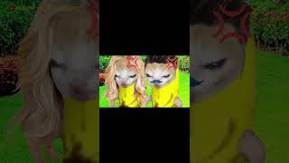 BANANA CAT FAMILY HAPPY CAT MEME shorts bananacat happycatmeme funny happycat cartoon cat [upl. by Cattan]