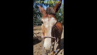 Pet Lessons  Stubborn As A Mule [upl. by Margette]