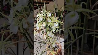 Brassavola tuberculata orquídeas cultivodeorquídeas brassavola floresdeorquidea dicasdecultivo [upl. by Inahet]