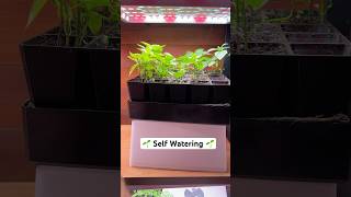 Quirks of the Automatic Seedling Trays [upl. by Emlyn]