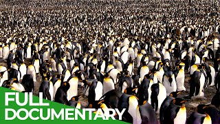 South Georgia  Penguin Paradise of the South Atlantic  Free Documentary Nature [upl. by Asseneg777]