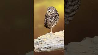 BURROWING OWL UP CLOSE animals owl birds [upl. by Canter854]