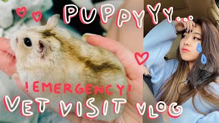 What Happened to Puppy  Hamster Update Vlog  Tiffany Weng [upl. by Sumer]