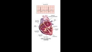 Myths about AFib 💘🩺 [upl. by Harbard960]