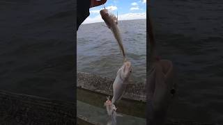 6 CROAKERSPOT IN ONE CAST GOOD BAIT fishing fishingvideo saltwater croaker spot va 757 [upl. by Yrelle]