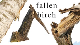 Broken fallen birch [upl. by Maury]