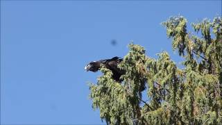 Thickbilled Raven [upl. by Nutsud]