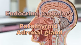 Endocrine pathology lecture Parathyroid and Adrenal gland [upl. by Jarl]