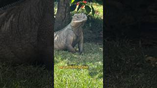 Iguana rinoceronte cyclura cornuta [upl. by Bryon]