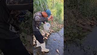 Fresh water shrimp jackpot amizing fishing [upl. by Akina]