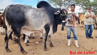 GADO DE LUXO NA FEIRA EM CACHOEIRINHAPE 30112023 nordeste [upl. by Enajiram]