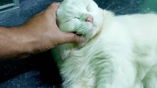 A White Persian cat who loves to be groomed by his owner [upl. by Novrej]