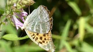 Silverwashed Fritillary Butterfly Visits Melampyrum Flowers for Nectar 240fps [upl. by Colin]