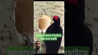 আল্লাহর কাছে সবচাইতে প্রিয় কথা চারটি shorts youtubeshorts islam [upl. by Anialahs]