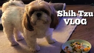 Shih Tzu day in the life [upl. by Esinyt]