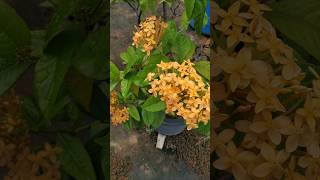 Ixora plant yellow flower🌷 [upl. by Eneleahcim]