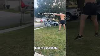 Entrenando a las grullas viralshorts comedia viralvideo humor funny fypシ゚viral [upl. by Attenyl]