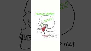 Muscles of Mastication  Part 3 Masseter Muscle [upl. by Marva]