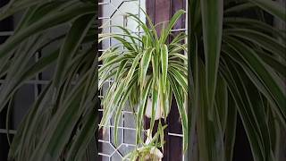 Spider plant Garden creativity plants garden indoorplants spiderplant homedecor creativity [upl. by Lexa860]