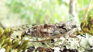 Chants des cigales France Cicadas sounds HD [upl. by Osnerol]