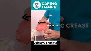 The Anatomy Of Pelvis☠️ pelvic anatomy humananatomy medicalscience healthcare shorts ytshorts [upl. by Darrelle]